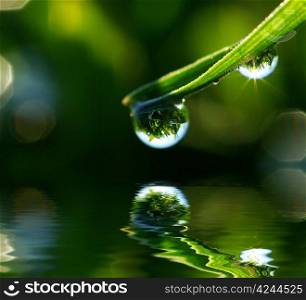 Dew drop on a blade of grass