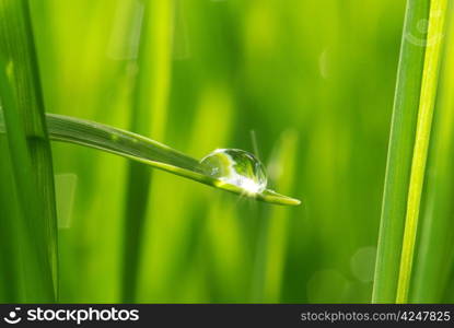 Dew drop on a blade of grass