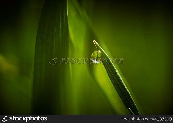 Dew drop on grass macro closeup