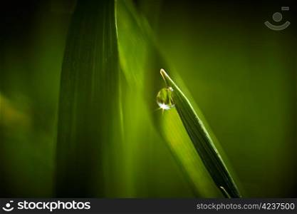 Dew drop on grass macro closeup