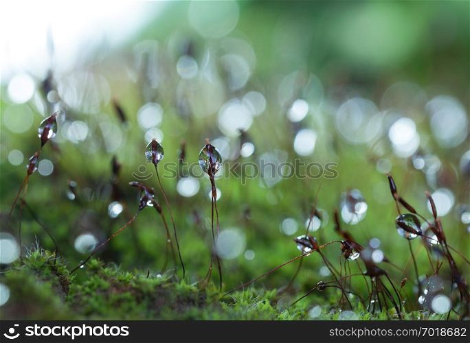 dew drop on grass on the morning light. dew drop on grass
