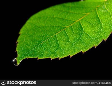 dew drop on green leaf isolated on black