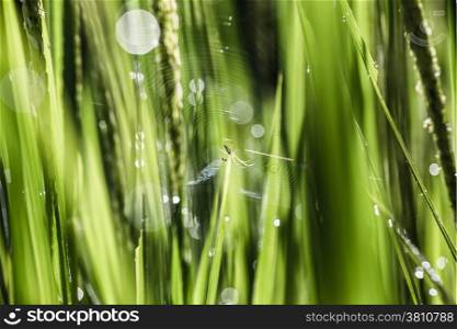 Dew drop on young green paddy