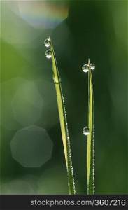 Dew droplets on grass blades, close up
