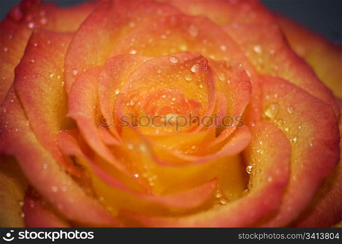 Dew drops by yellow-red rose. Macro. DOF.