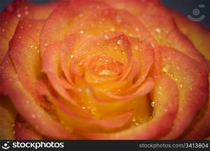 Dew drops by yellow-red rose. Macro. DOF.