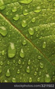 Dew drops on a leaf
