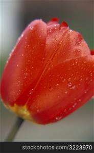 Dew Drops On A Red Tulip