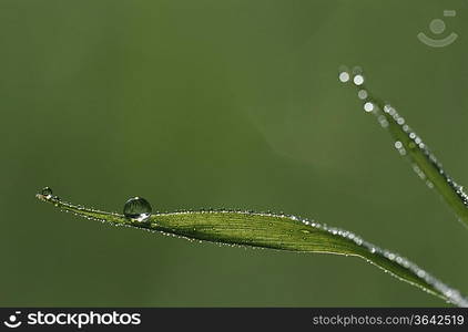 Dew drops on blades of grass, close-up