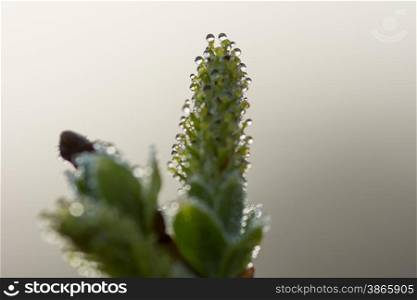 dew drops on flower buds in spring