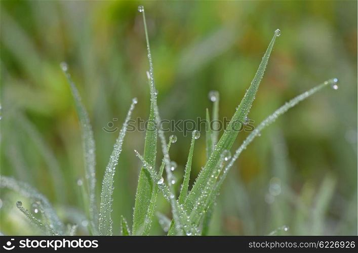 Dew drops on fresh green grass