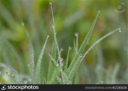 Dew drops on fresh green grass