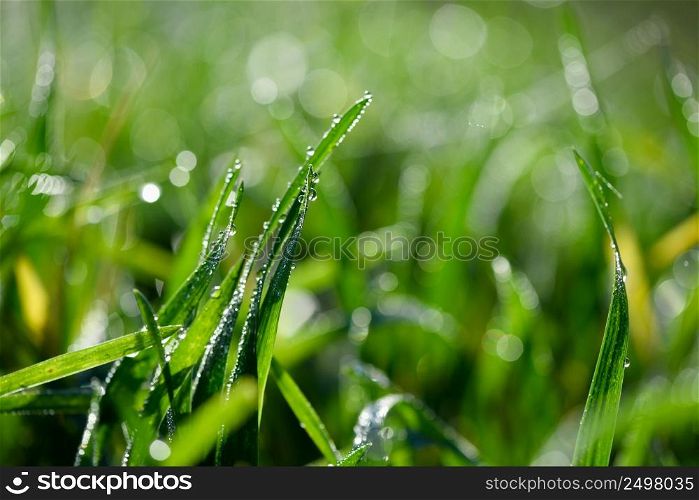 Dew drops on green grass macro