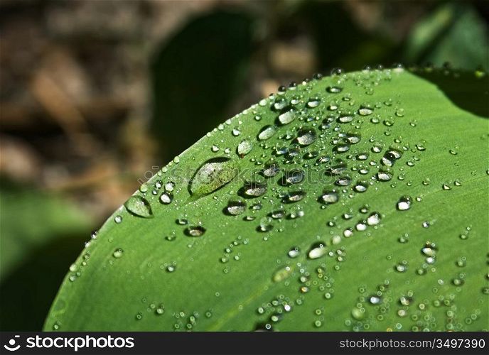 dew drops on green leaf