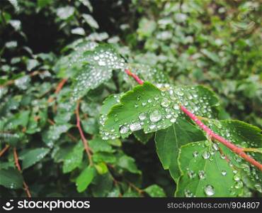 Dew drops on green leaves in the forest.
