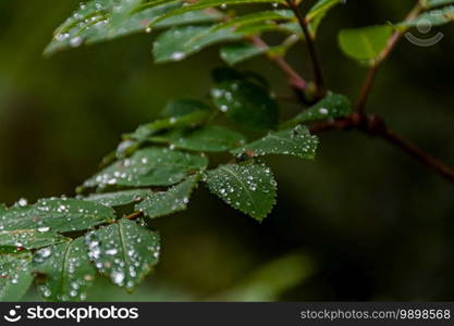 Dew drops on green leaves. Raindrops on broad leaves in dark forest