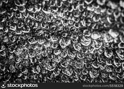 Dew drops on leaf. Macro closeup of dew drops on leaf in black and white