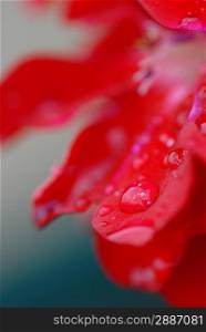 Dew drops on red petals
