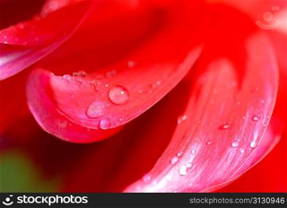 Dew drops on red petals