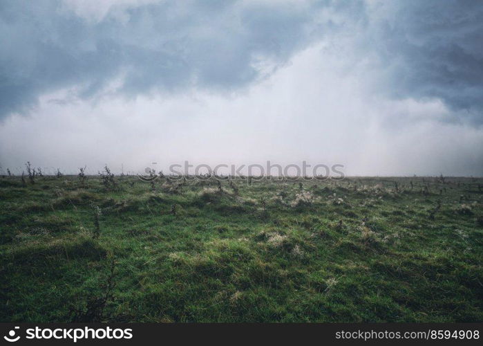 Dew in the grass on a cloudy morning in a meadow landscape with green grass