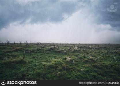 Dew in the grass on a cloudy morning in a meadow landscape with green grass