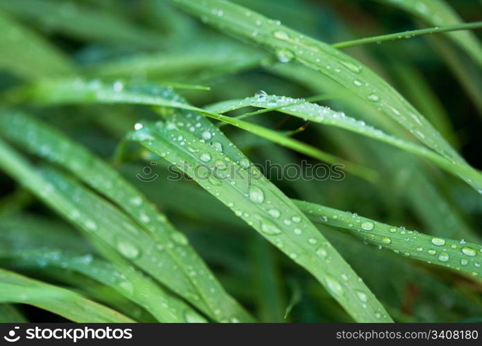 Dew on the grass. Morning. Altay, Russian Federation