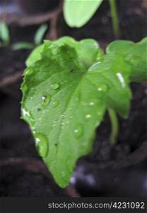 Dew on the green leaf