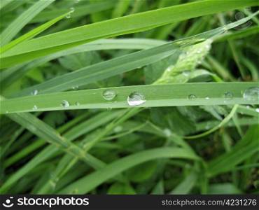Dew on the leaves. Drop laying over