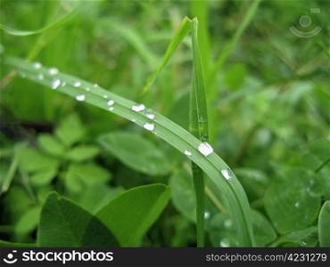 Dew on the leaves. Drop laying over