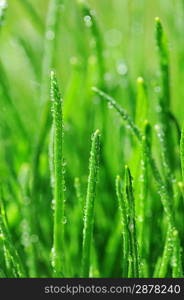 Dew on wet green grass close up