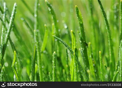 Dew on wet green grass close up