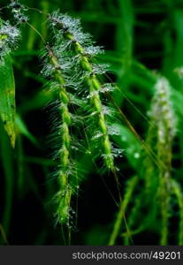 Dewdrops on Bromus carinatus, Brome grass