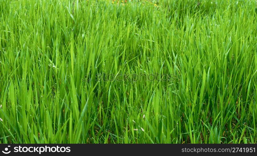 Dewy green grass in foggy may morning. Three shots composite picture.