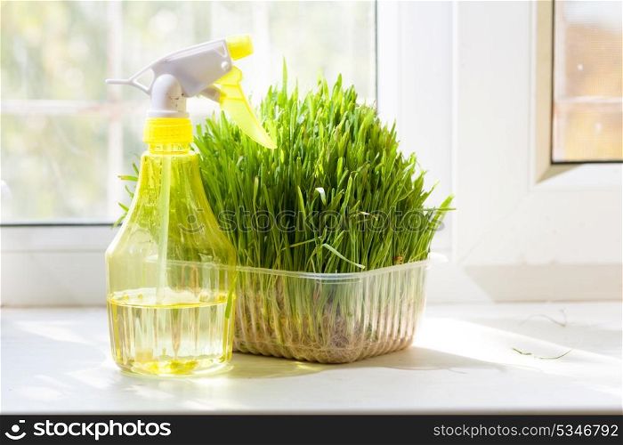 diagonal composition image - fresh grass in container and yellow sprayer on the windowsill closeup indoors