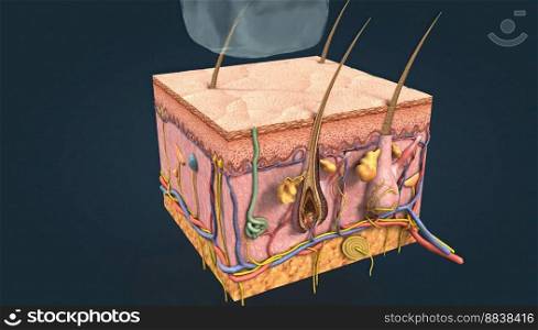 Diagram of skin anatomy with cutaneous sensory receptors 3D illustration. Diagram of skin anatomy with cutaneous sensory receptors.