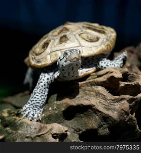 diamondback terrapin tortoise with nature background
