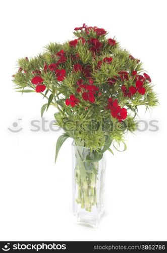 Dianthus barbatus in front of white background