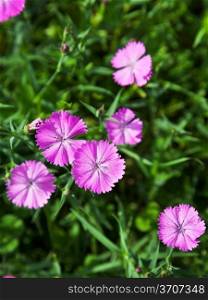 Dianthus campestris flower at green meadow
