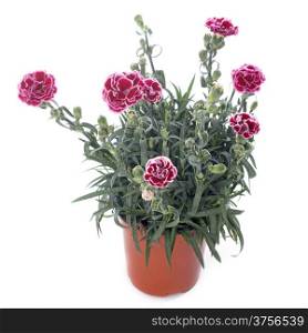 Dianthus caryophyllus in front of white background