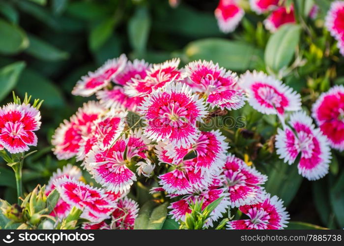 Dianthus Chinensis Flowers in the garden.