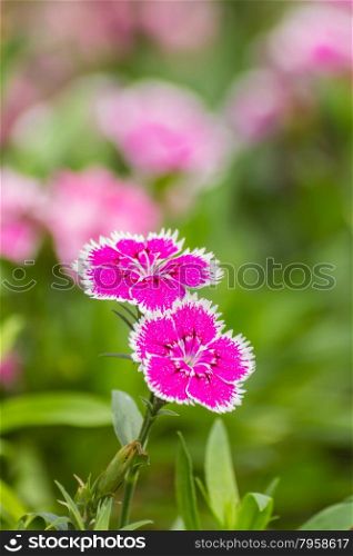 Dianthus Chinensis Flowers in the garden.
