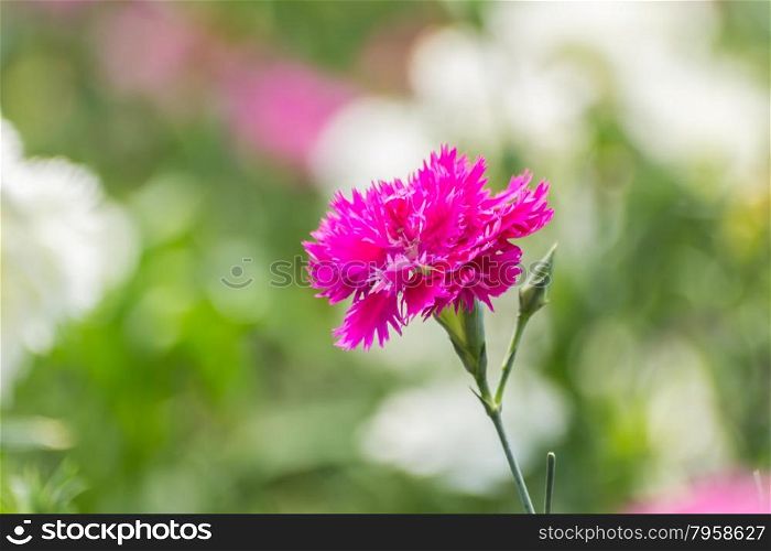 Dianthus Chinensis Flowers in the garden.