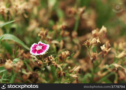 Dianthus flower