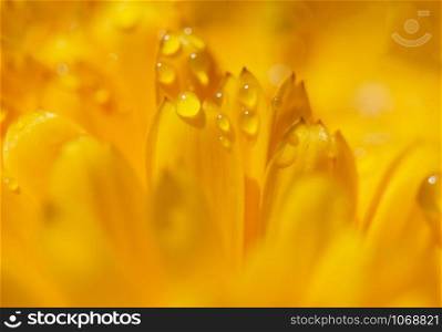 Dianthus flower macro