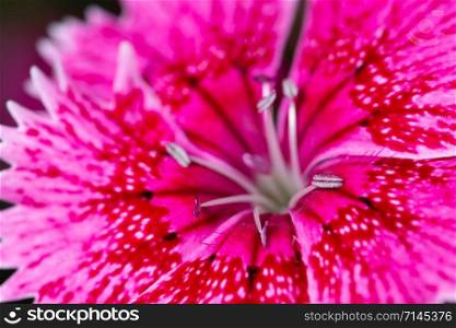 Dianthus flower macro