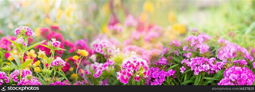 dianthus flowers on blurred summer garden or park background, banner for website