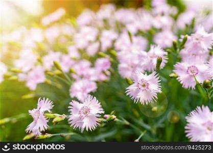 Dianthus plumarius or cultivar Ipswich Pinks flowers with blue green leaves are popular garden plant. Cheddar pink or clove pink carnation is herbaceous flowering plant in the family Caryophyllaceae. Cheddar pink or clove pink carnation