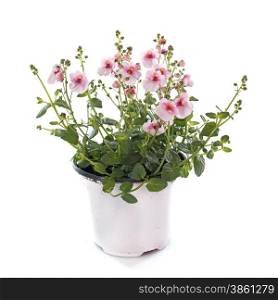 Diascia flower in front of white background
