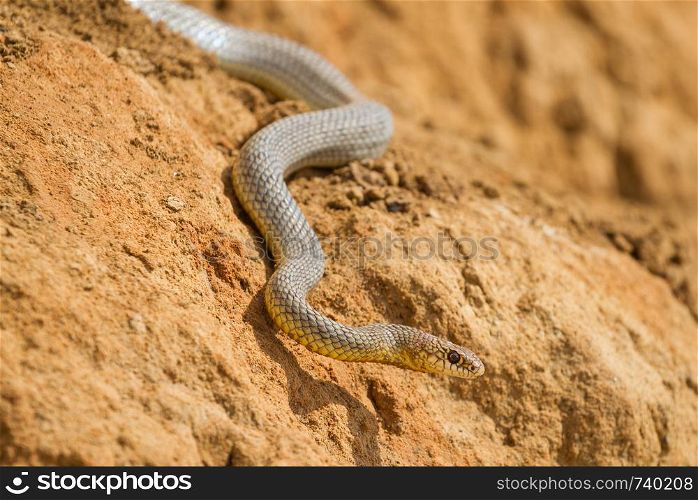Dice snake (Natrix tessellata) crawling on clay near the sea