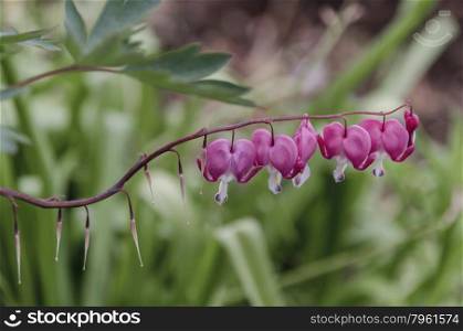 Dicentra spectabilis also known as Venus&rsquo;s car, bleeding heart, or lyre flower with blurred background, Bulgaria